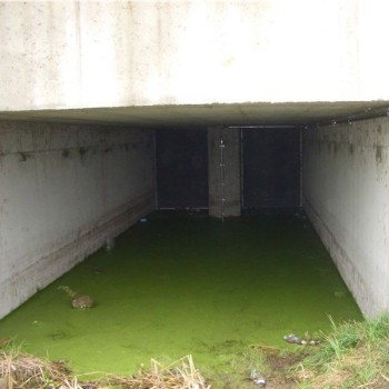 Green water